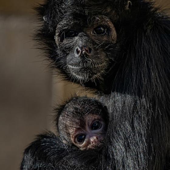 Spider Monkey 6