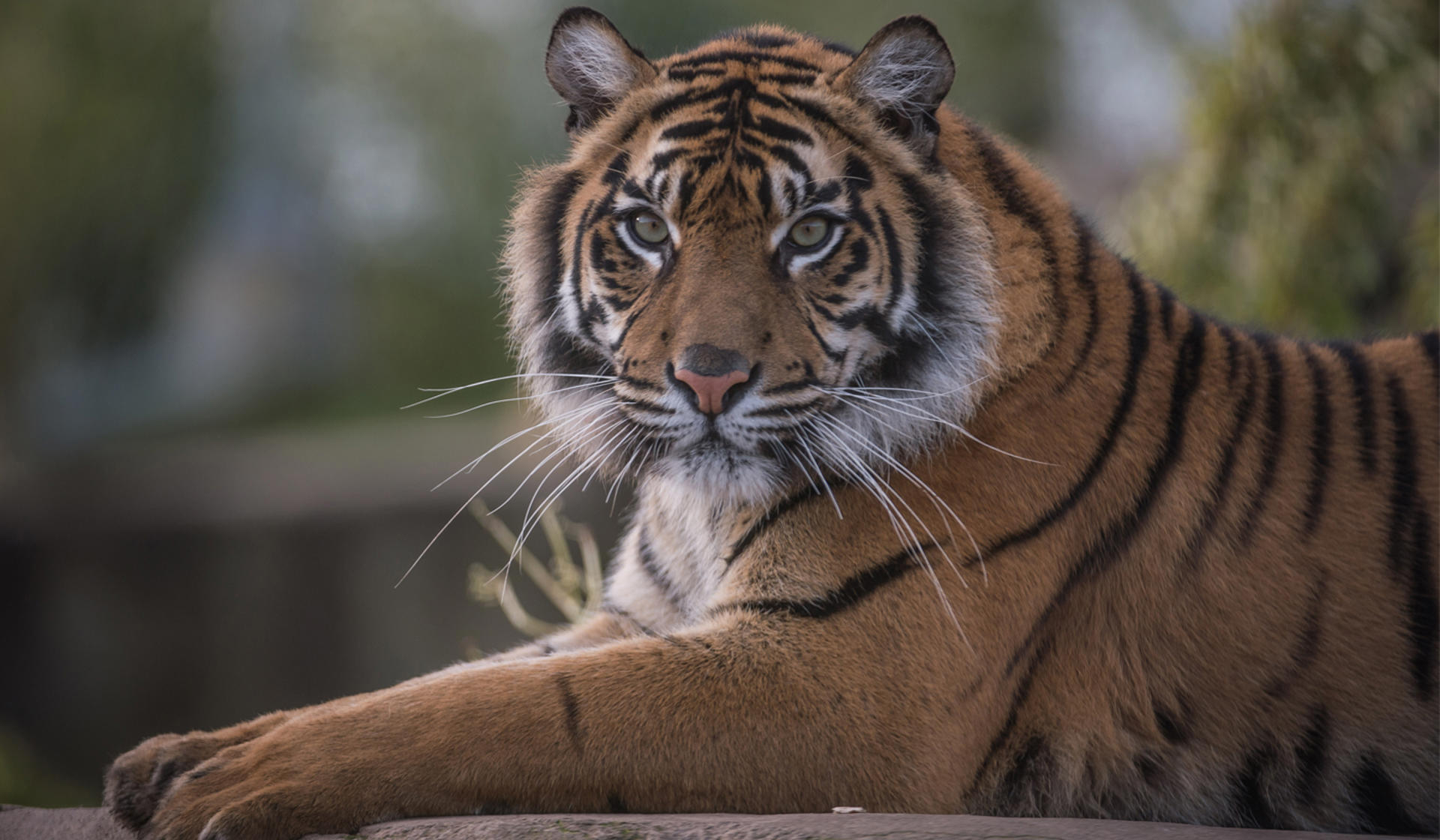 2019 Suatran Tiger 3 At The Zoo Desktop
