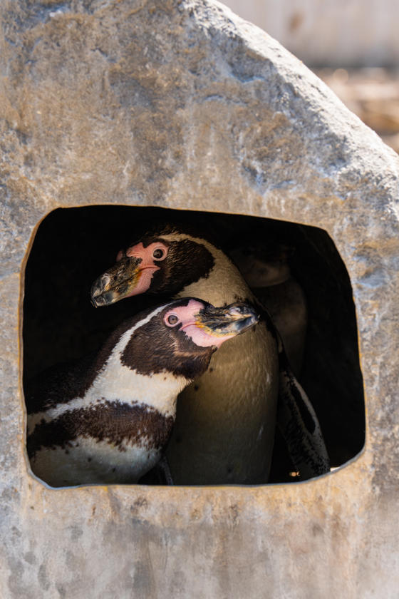 Same Sex Penguin Couple Scampi And Flounder Raise A Chick Of Their Own