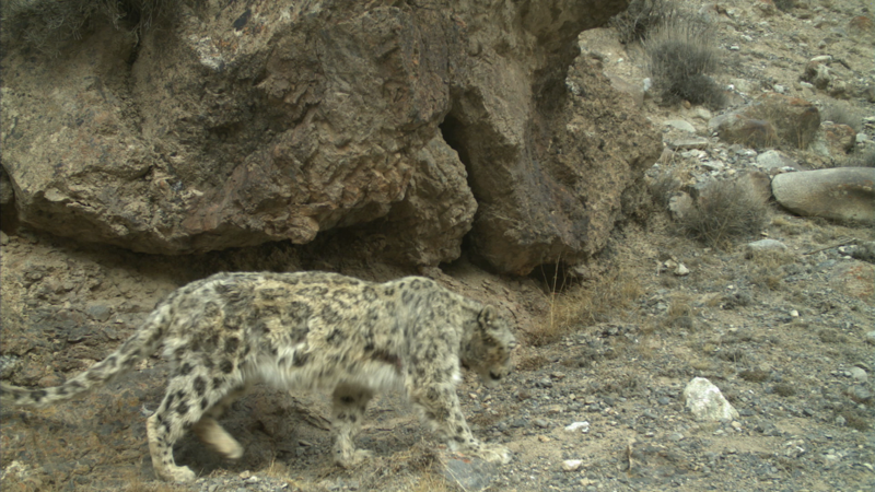 Photo shows a snow leopard stalking through a rocky habitat