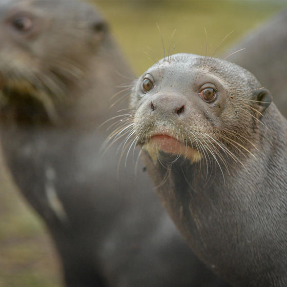 Giant Otter 5