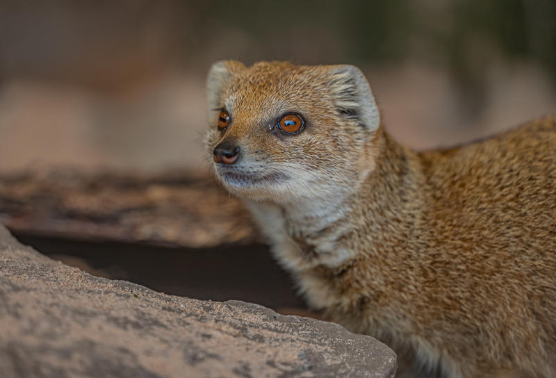 Hoa MONGOOSE 1