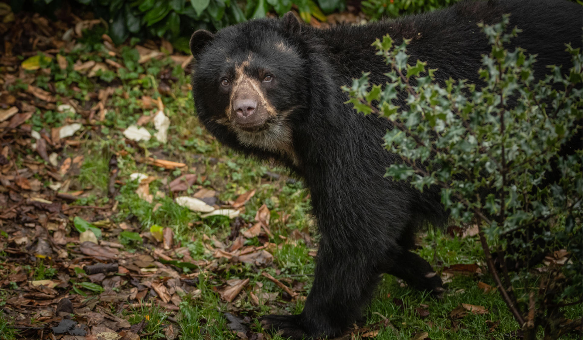 Andean Bear