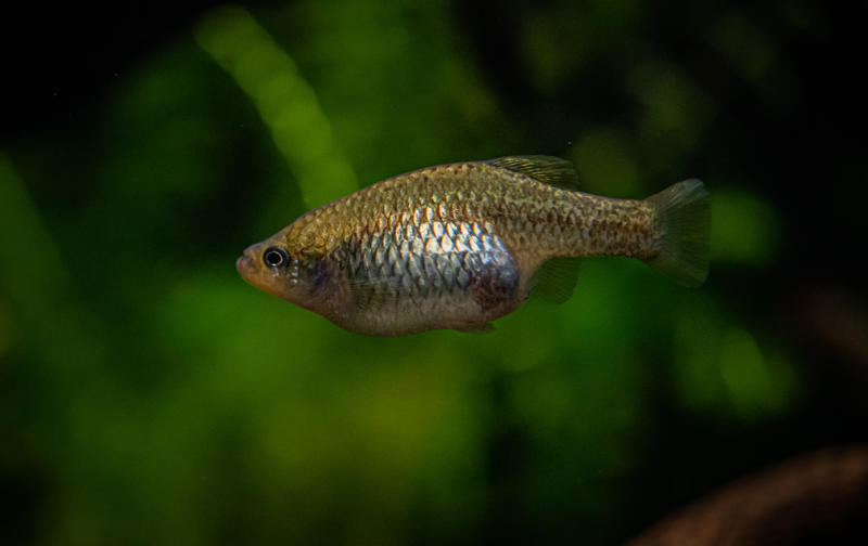 A San Marcos Redtail Splitfin, a small fish with delicate tail and pectoral fins and a rounded belly