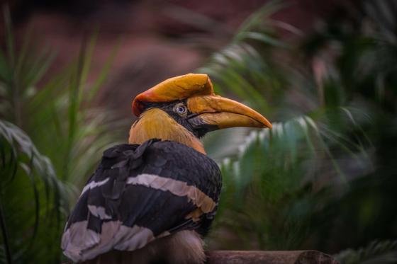 Great Hornbill 6