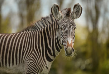 Grevy's Zebra, Florence, inside Heart of Africa