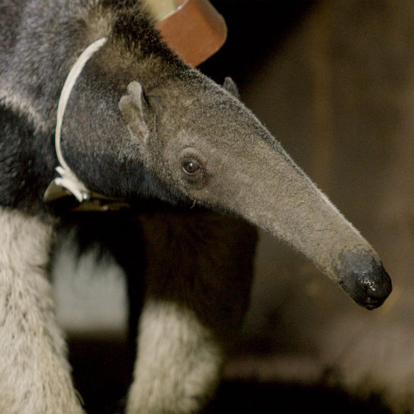 Giant Anteater Beeing Release With GPS Collar