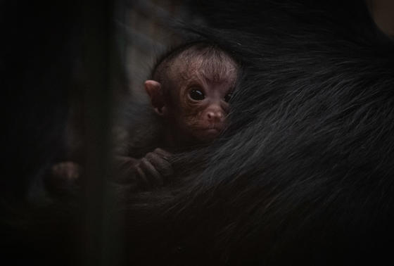 Spider Monkey 9