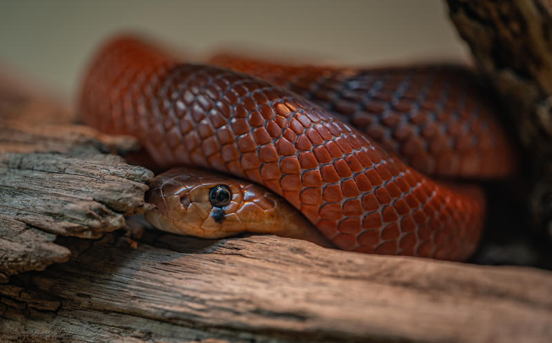 Redspittingcobra2
