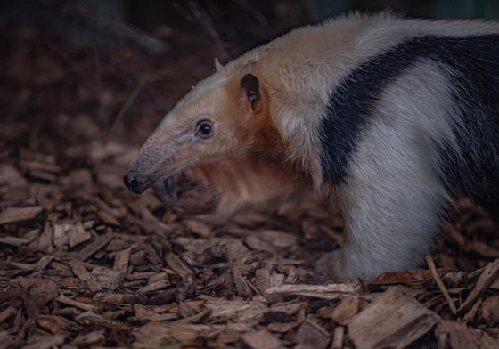 Tamandua 5