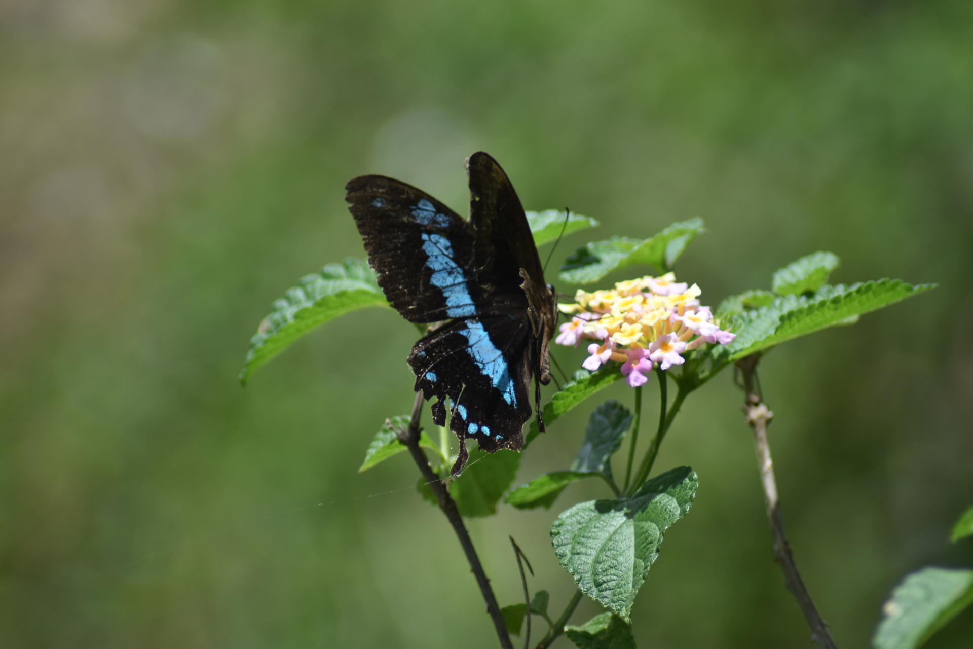 A slightly scruffy wild butterfly perched on a plant stem. Its wings are black and bright blue.