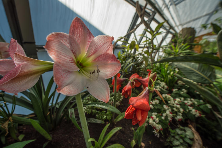 Plant Project 5