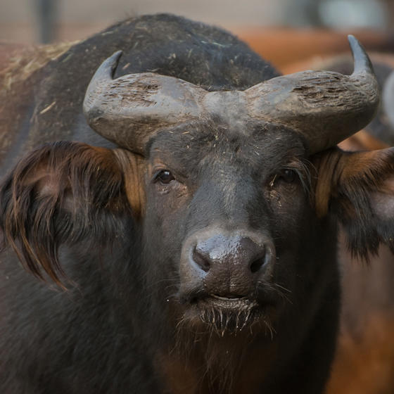 Congo Buffalo 2