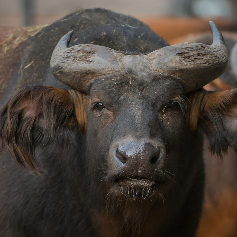 Congo Buffalo 2