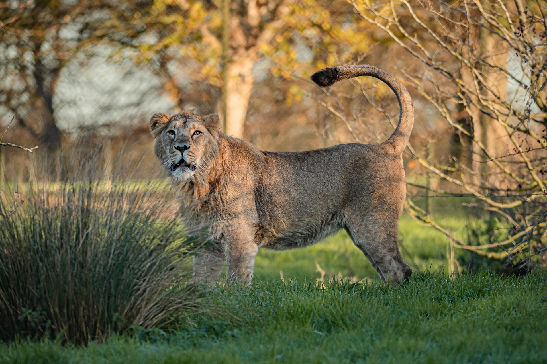 Asiatic Lion, Nilay(16)