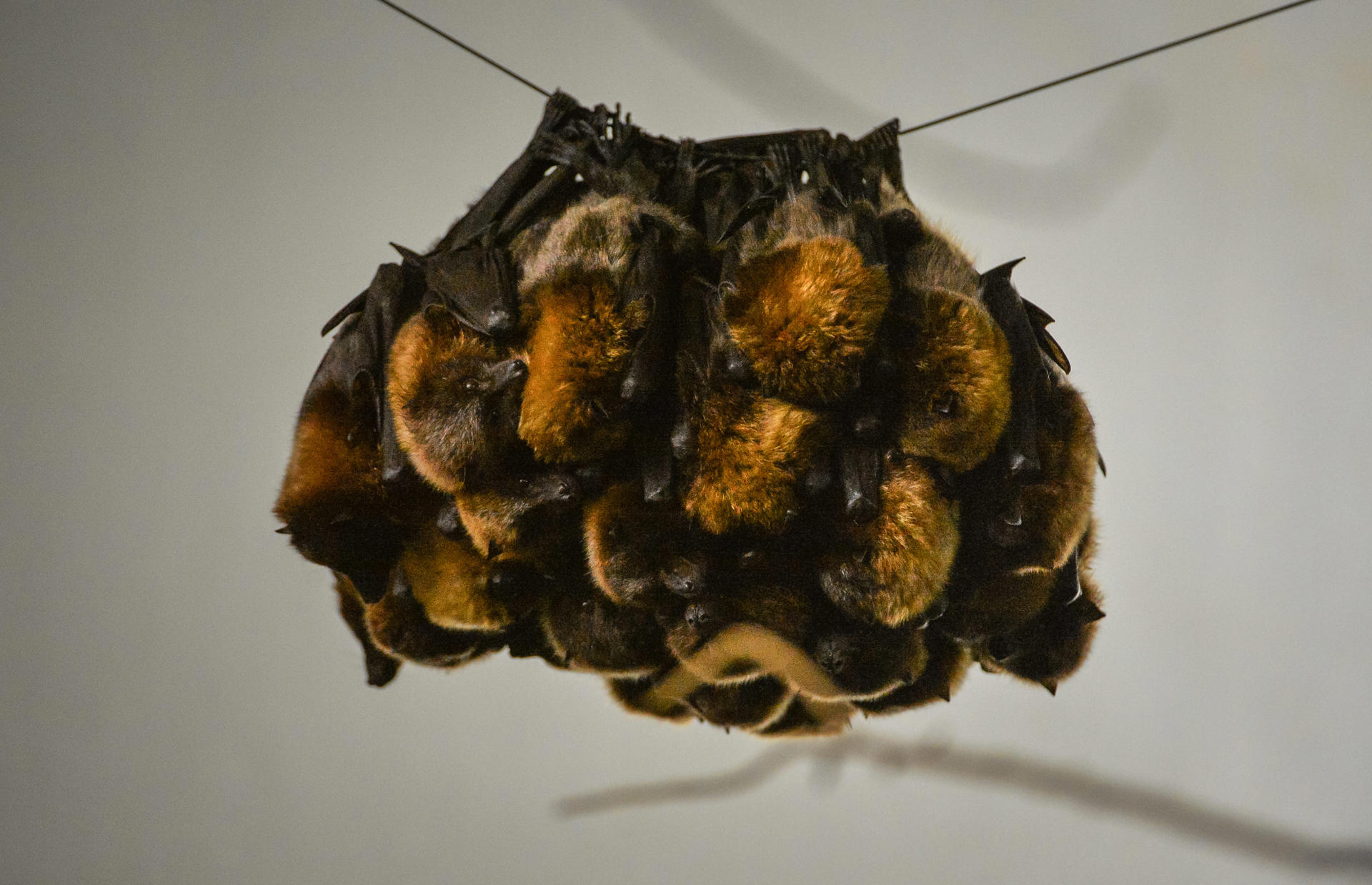 Rodrigues Fruit Bats (3)