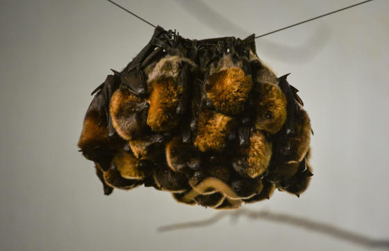 Rodrigues Fruit Bats (3)