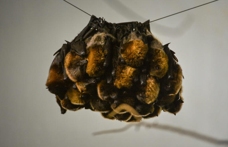 Rodrigues Fruit Bats (3)