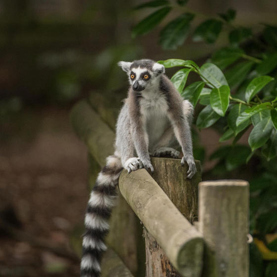 Ring Tailed Lemur 2