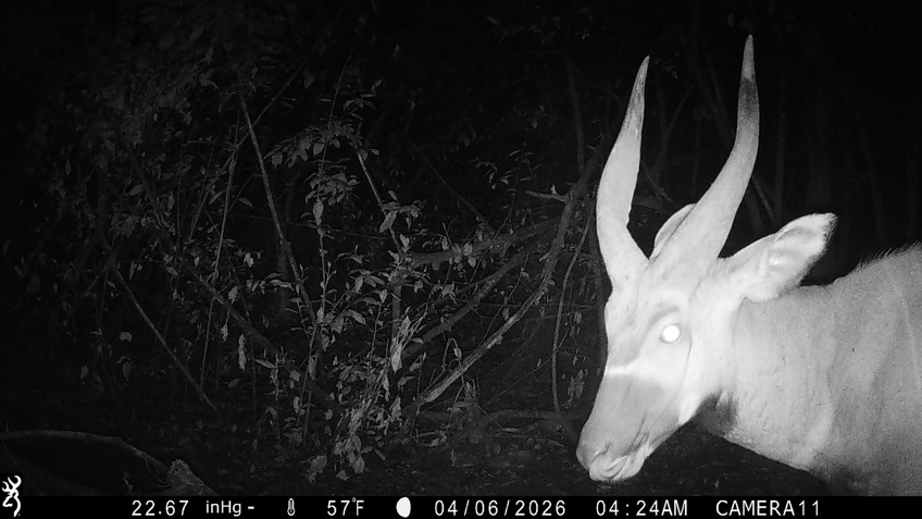 Photo shows a horned antelope on a trail cam image at night. The background is dark. The antelope's face and shoulders are pale.