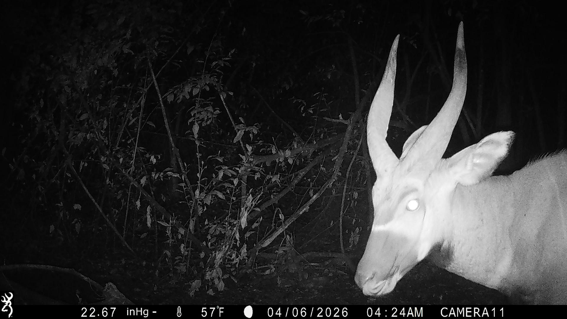 A bongo (horned antelope) pictured at night. The antelope is on the bottom right corner, it's face close to the camera. 