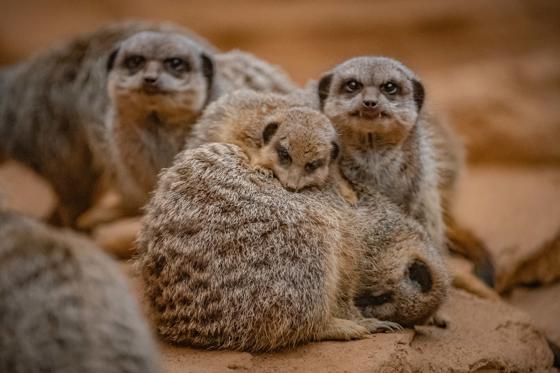 Meerkat 001