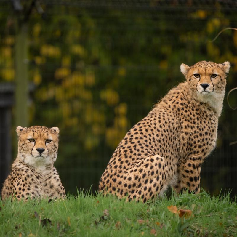 1 Rare Northeast African Cheetah Brothers Arrive At Chester Zoo To Help Save Their Species From Extinction10 (1)