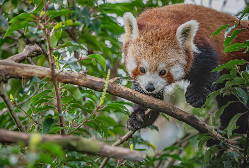 Akashi The Red Panda Has Arrived At Chester Zoo To Help Safeguard Her Species From Extinction 28 (1)