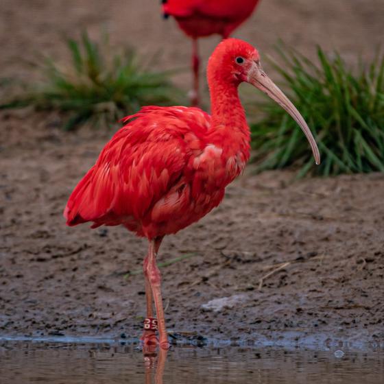 Scarlet Ibis 4