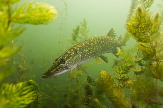 Pike Shutterstock 02