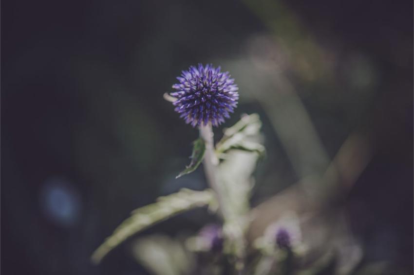 Thistle