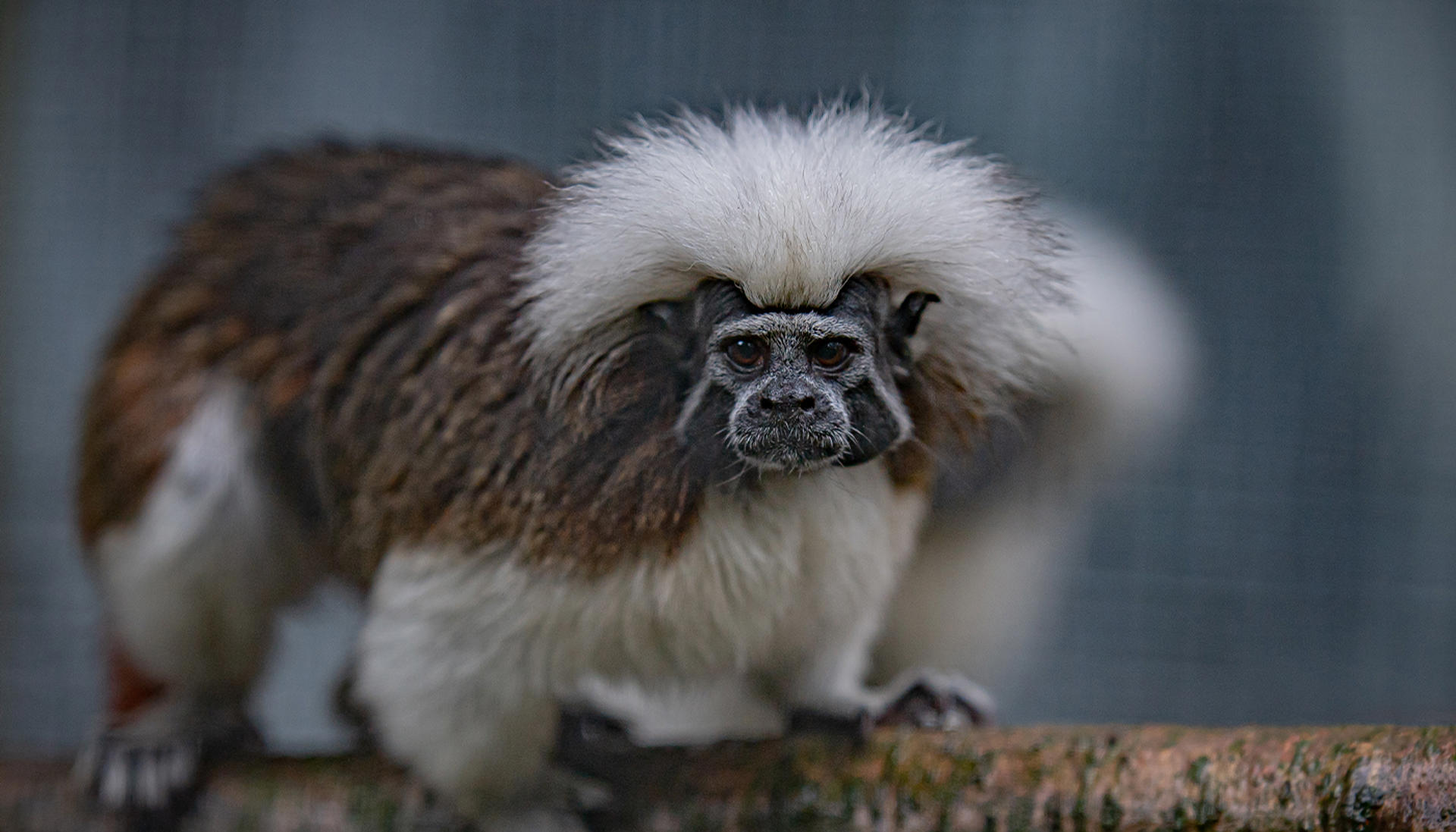Cotton-top tamarin at Chester Zoo
