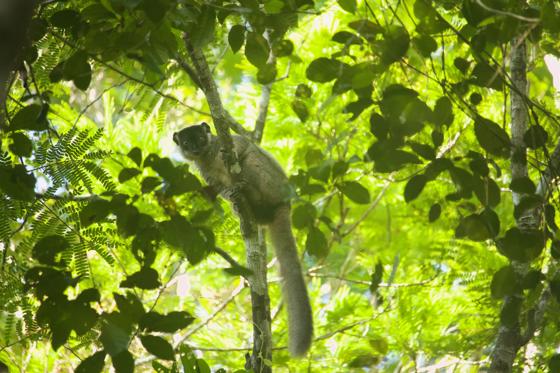 1812 MADAGASCAR EXPEDITION SPECIES MAMMAL BROWN LEMUR 004 (Wildlife, Lemur, Primates, Expedition, Mangabe)