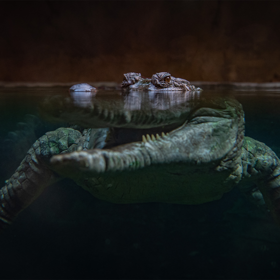 Sunda Gharial 3