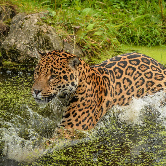 Jaguar At The Zoo 3