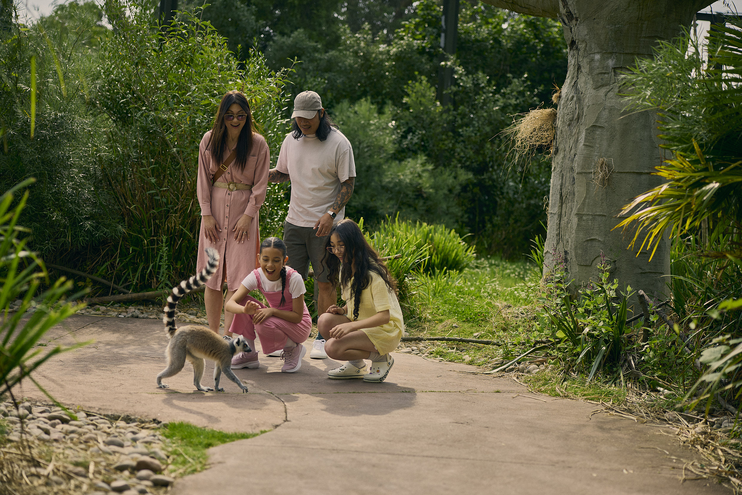 Lemur And Family Resized