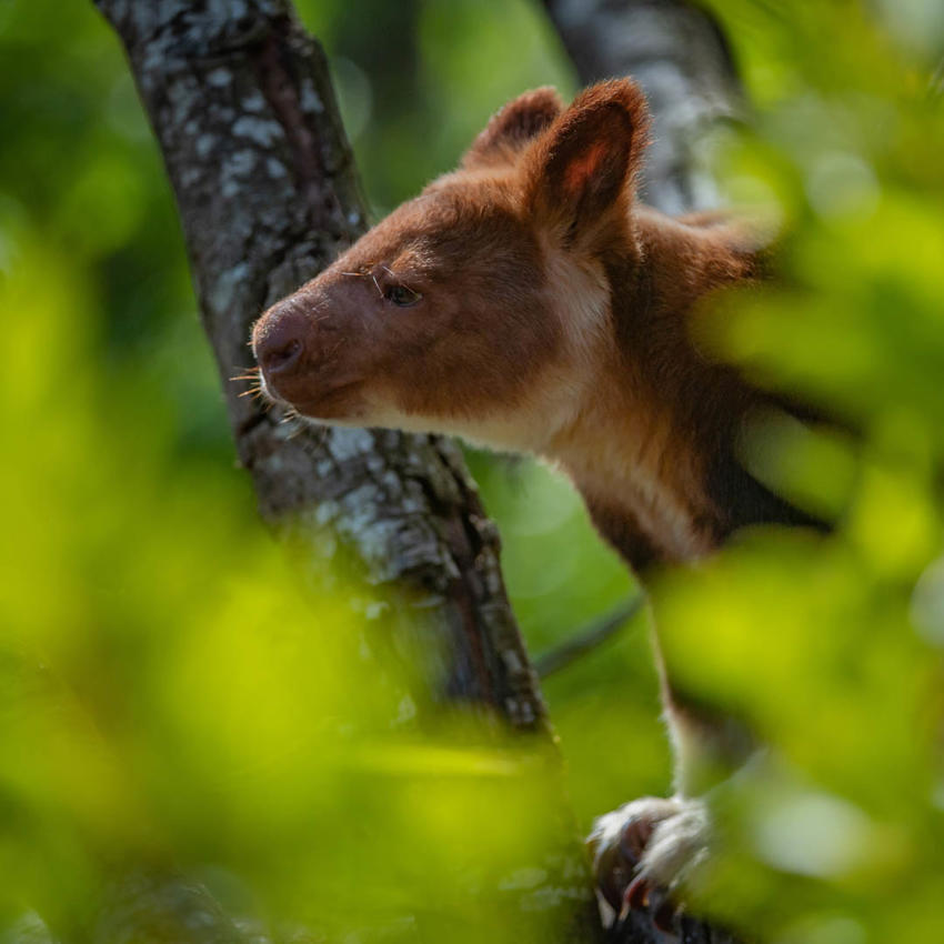 Tree Kangaroo 4