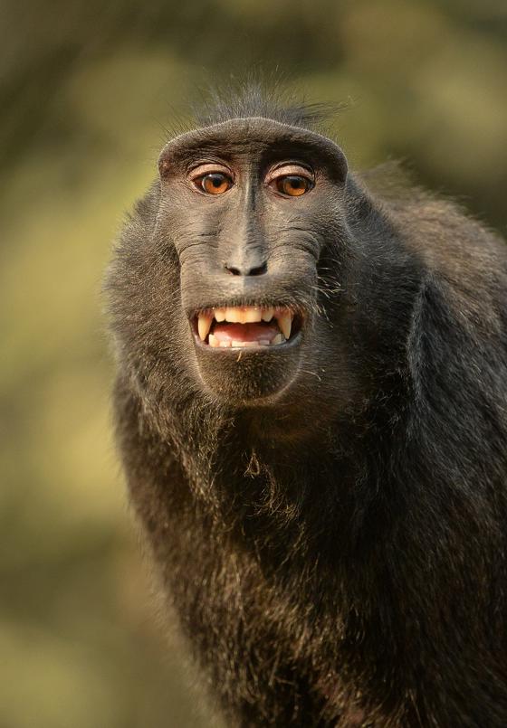 Sulawesi Crested Macaque 1