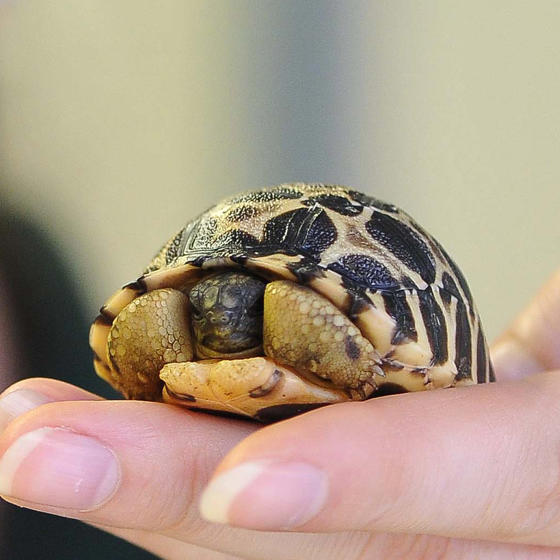 Radiated Tortoise 2