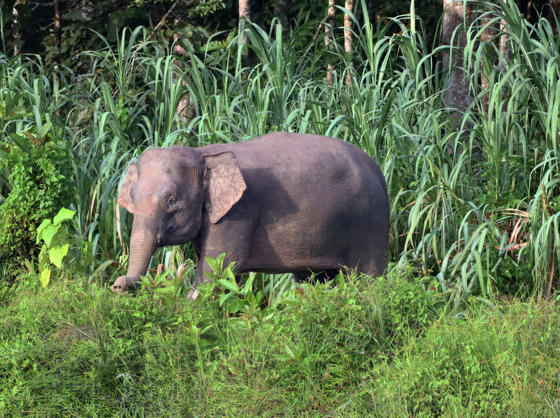 Bornean Elephant Side Of River