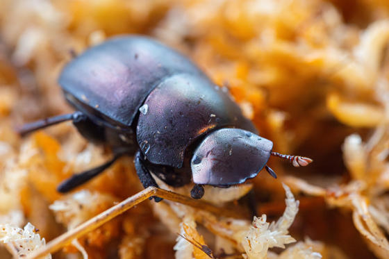 Plum Dung Beetle 2