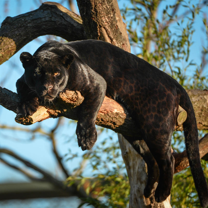 Jaguar At The Zoo 7