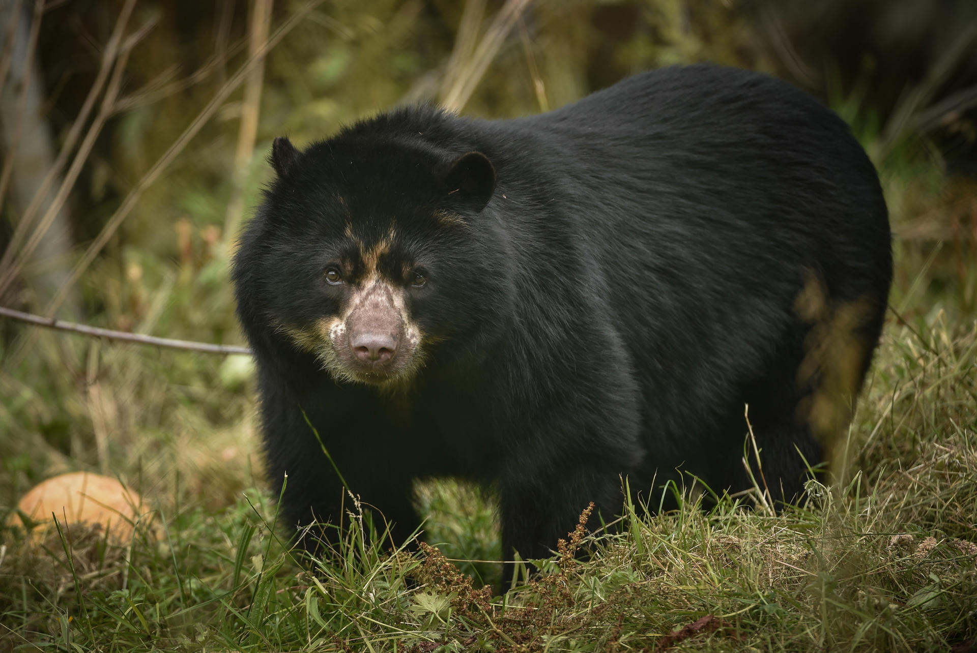Chester Zoo Calls On Supporters To Help Save The Highly Threatened Home Of Andean Bears (1)