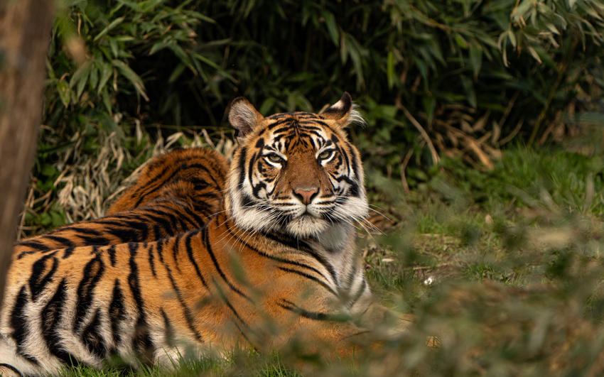 Tiger 2