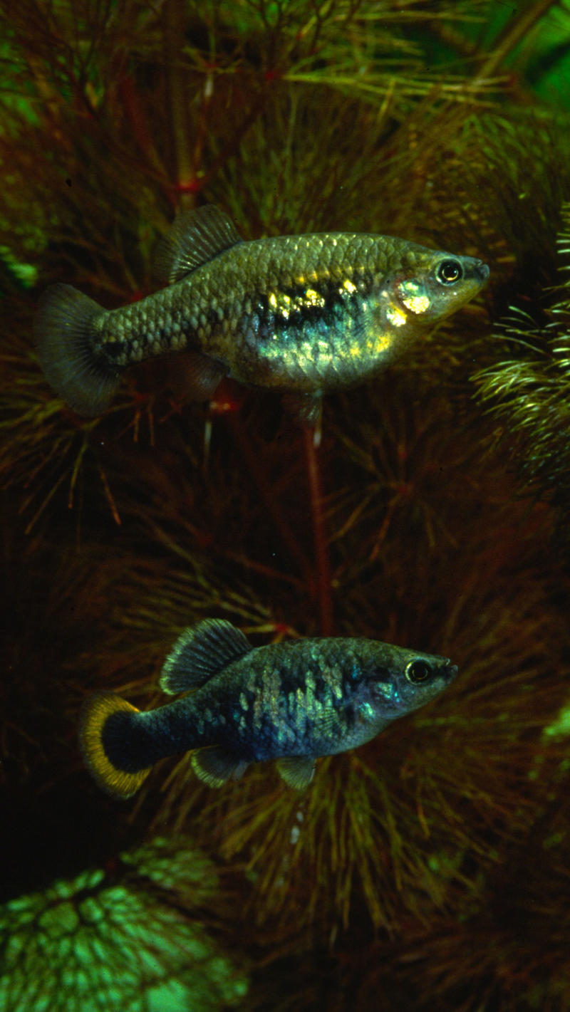 A close up of tequila splitfin. They are small fish with iridescent scales that look blue and gold through the water