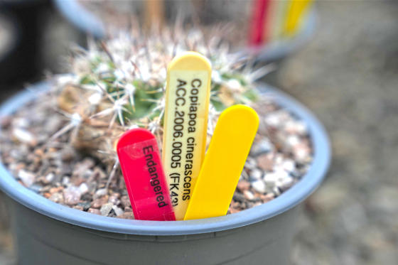 2025 01 Copiapoa Cactus Copyright CZ (2) (2)