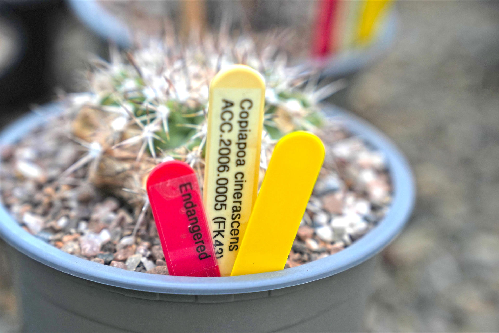 A pot containing a small copiapoa cactus. There are labels reading 'endangered' on it.