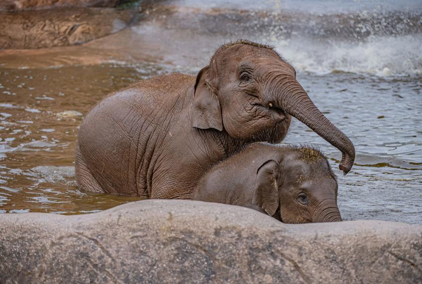 CZ Elephants