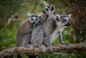 Three Ring Tailed Lemurs On A Branch