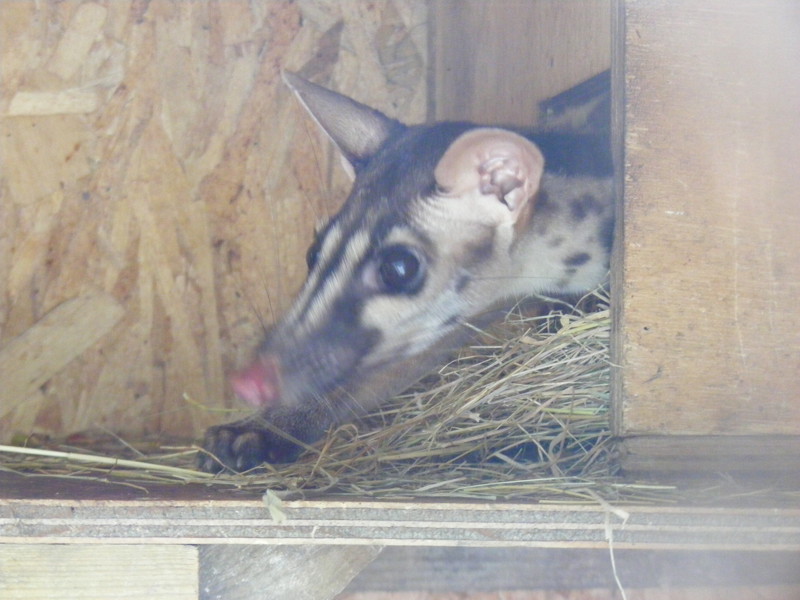 A civet, a long-nosed mammal with big brown eyes and dun fur striped and spotted with darker brown. It is poking its head out of a wooden box